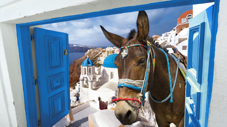 Esel Santorin Griechenland