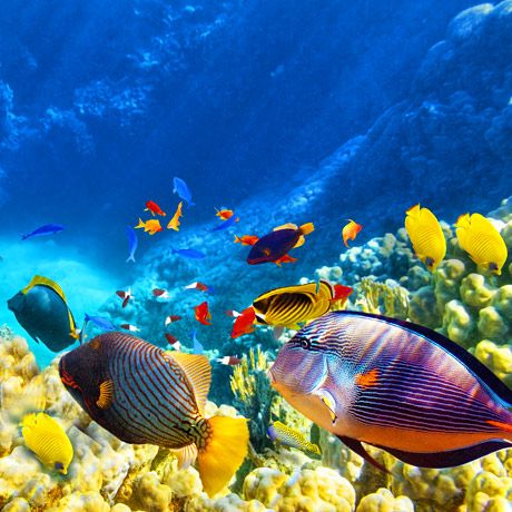 Tauchdestination Sharm El Sheikh