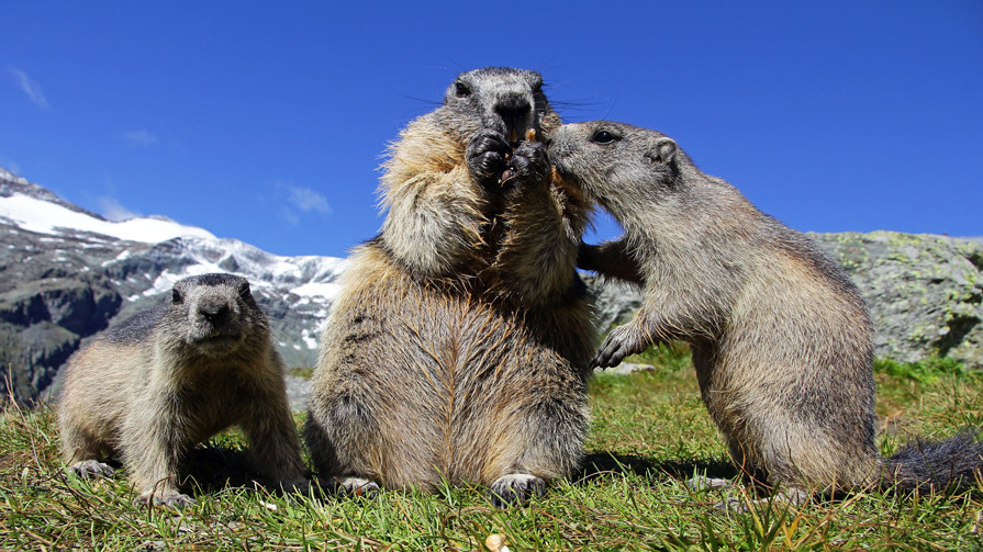 Murmeltiere Österreich Berge