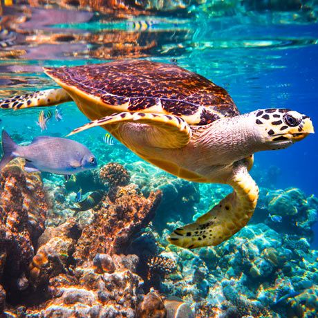 Unvergesslicher Urlaub in Dahab