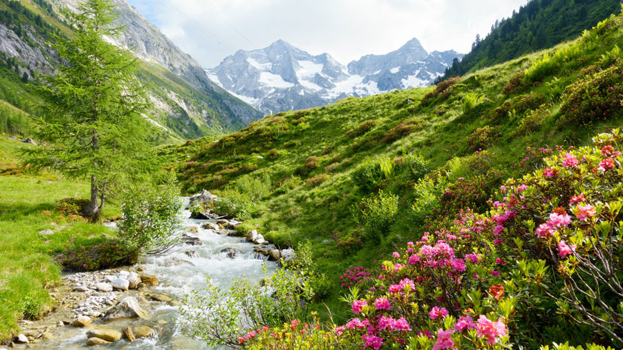 steiermark hochgebirgsbach alpenrosen
