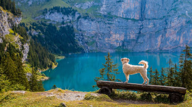 Hund am See mit Berg
