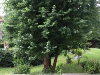 Appartements am Park (tr)