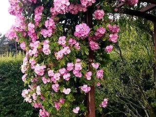 Gästehaus Schulz (tr)