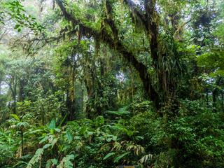 Rundreise Pura Vida - Costa Rica entdecken für Selbstfahrer,Pura Vida - Costa Rica,Selbstfahrerreise Pura Vida - Costa Rica entdecken,TUI Tours: Selbstfahrerreise Pura Vida - Costa Rica (tr)