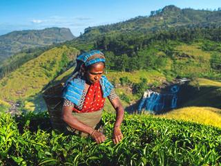 Klassische Sri Lanka Rundreise,TUI Tours: Klassische Sri Lanka Rundreise (tr)