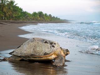 Dschungelerlebnis Tortuguero (tr)