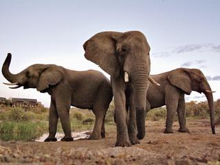 Glanzlichter des Nordens (tr)