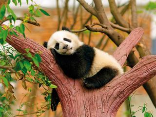 Per Bahn und Schiff durchs Reich der Mitte (tr)