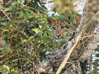 Wildlife Potpourri (tr)