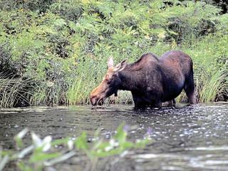 Auf den Spuren der Elche (tr)