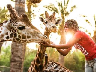 Oasis Wildlife Fuerteventura R2 Rio Calma (tr)