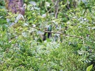 Nebelwald Monteverde (tt)