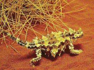 Rotes Zentrum & Kings Canyon (tt)