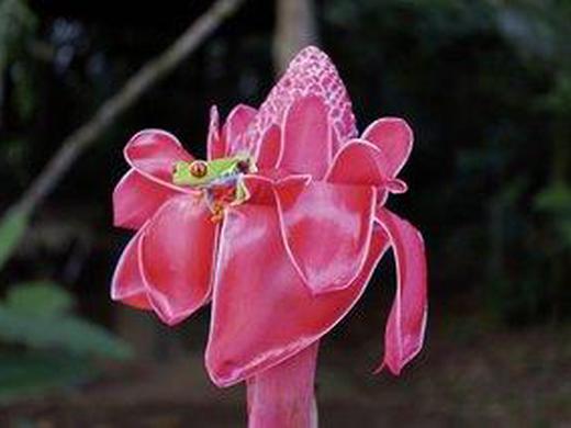 Geheimnisvolles Costa Rica: Vulkane und Regenwald