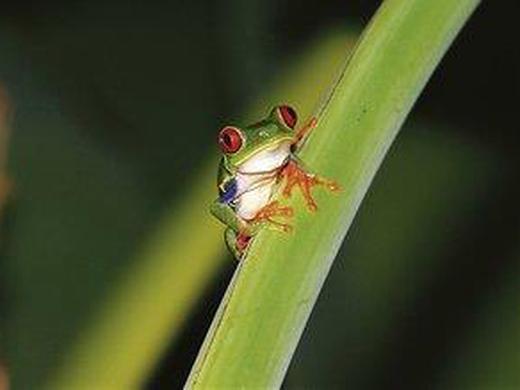 Abenteuer zwischen Vulkan und Regenwald (letzte Nacht in San José)