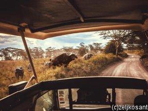 Kenia: Safari-Abenteuer und Traumstrand im Herzen Ostafrikas