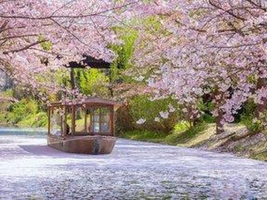 Rundreise - Japan Ginkgo