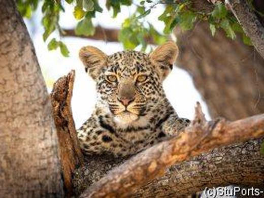 Südafrika: Von der Garden Route zu den Viktoriafällen