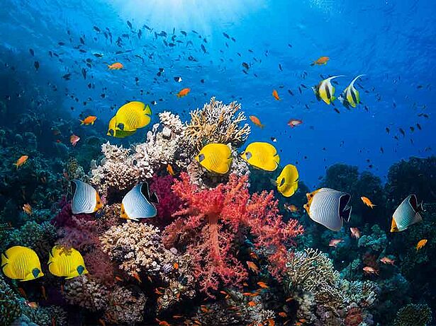 Ägypten Unterwasserwelt Rotes Meer