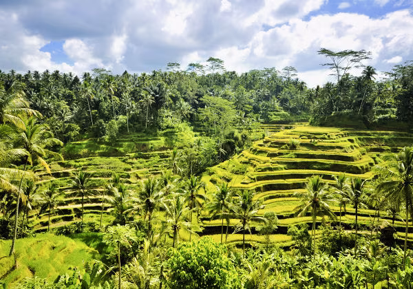 Bali Reisfelder