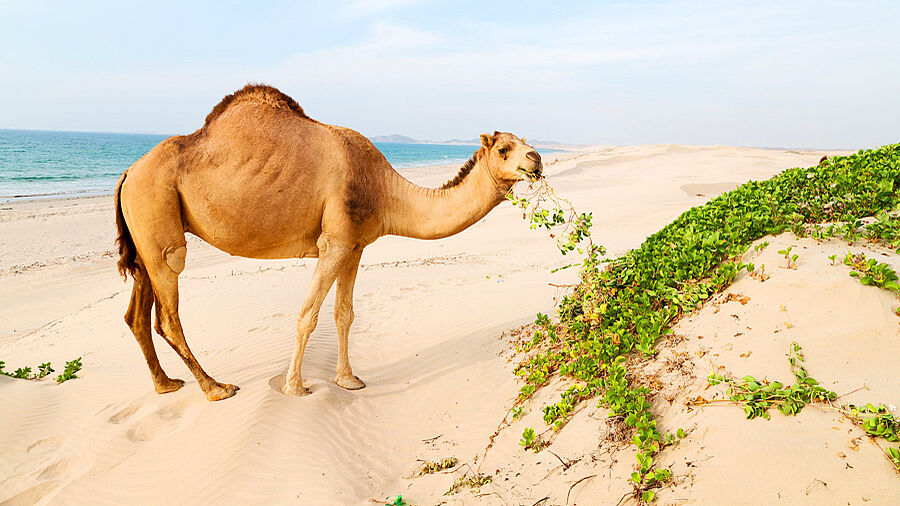 Last Minute Urlaub im Oman