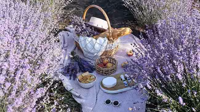 Frankreich Provence, Picknick im Lavendel Feld