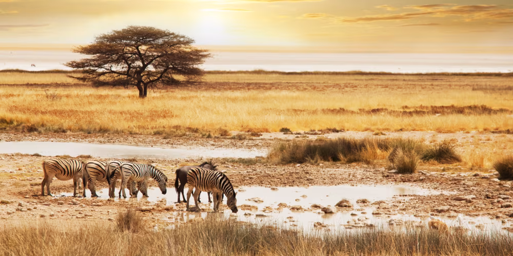 Safari