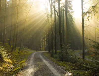Wald
