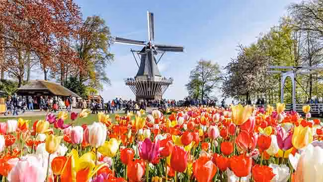 Niederlande Amsterdam Tulpen