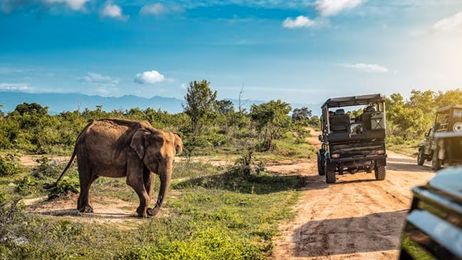 Sri Lanka - Udawalawe, Safari Tour mit Elefanten in der Wildnis