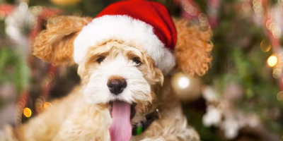 Weihnachten Hund