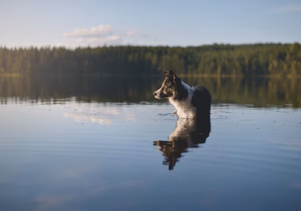 Hund am See