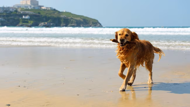 Golden Retriever Hund mit Stock im Mund am Strand, Meer