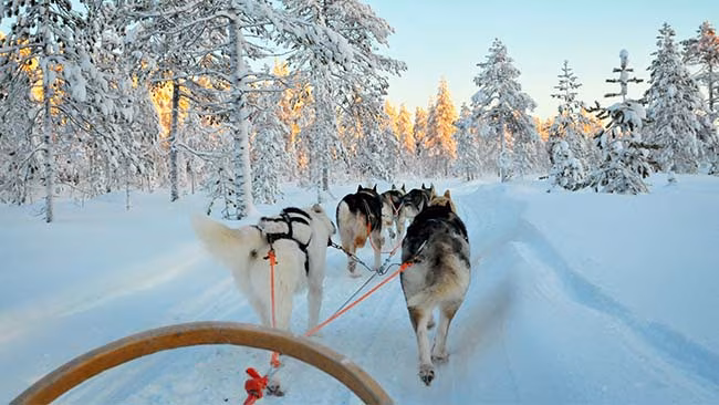 Finnland - Lappland, Schlittenhunde in Winterlandschaft im Wald