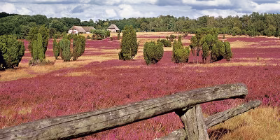 Lüneburger Heide Pinkes Feld