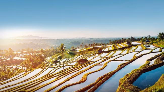 Reisterrassen von Jatiluwih auf Bali bei Sonnenaufgang, Indonesien