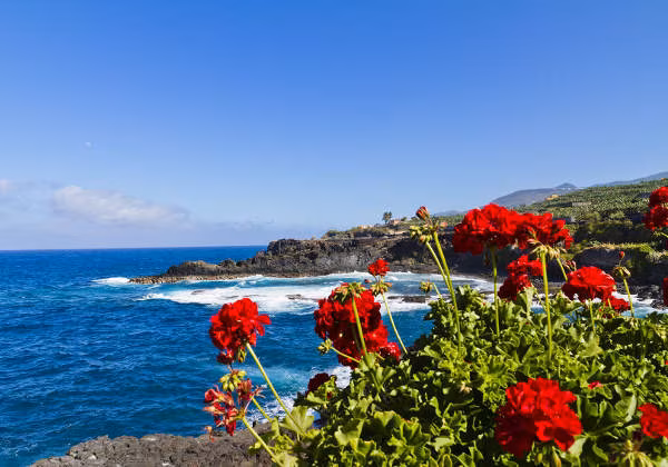 Rosen am Strand von Palma de Mallorca Rote Rosen La Palma Mallorca