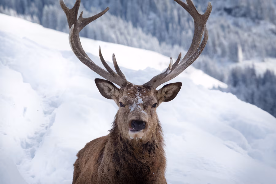 Österreich Winter Hirsch