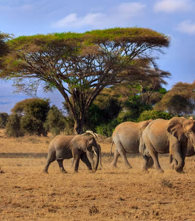 Elefanten Safari