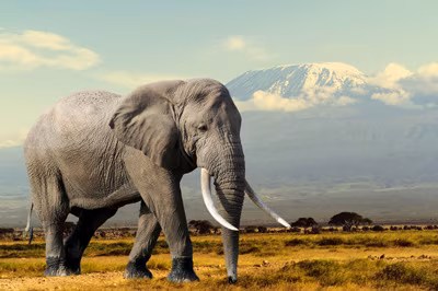 Elefant Savanne Afrika