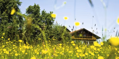 Feha Blumen