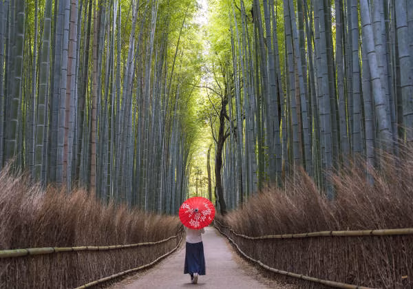 Japan Bambuswald