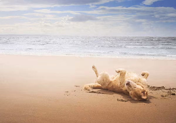 Urlaub mit Hund