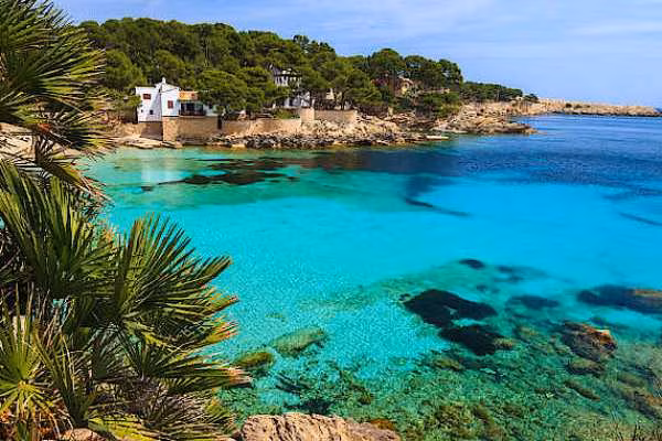 Mallorca Bucht Strand Palmen
