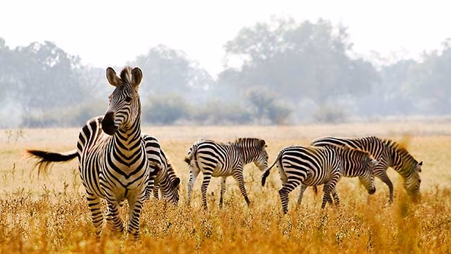 Südafrika, Herde Zebras in Steppe