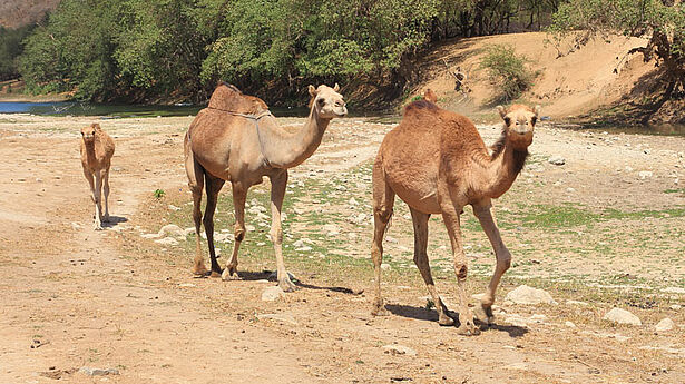 Kamelherde - Wadi Darbat 