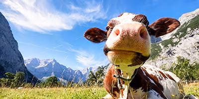 Österreich Tirol Kuh auf Bergwiese