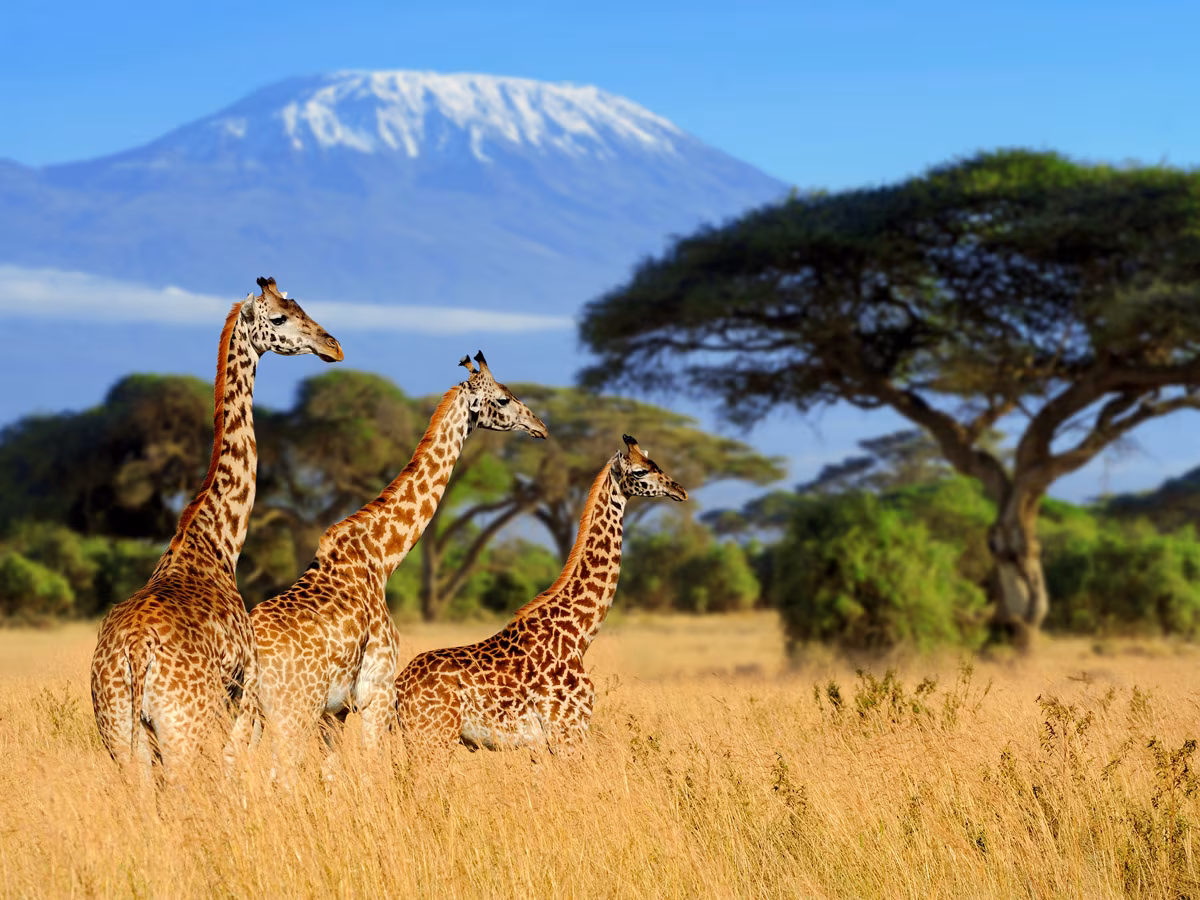 Afrika Rr