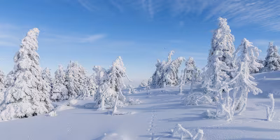 Silvester Harz